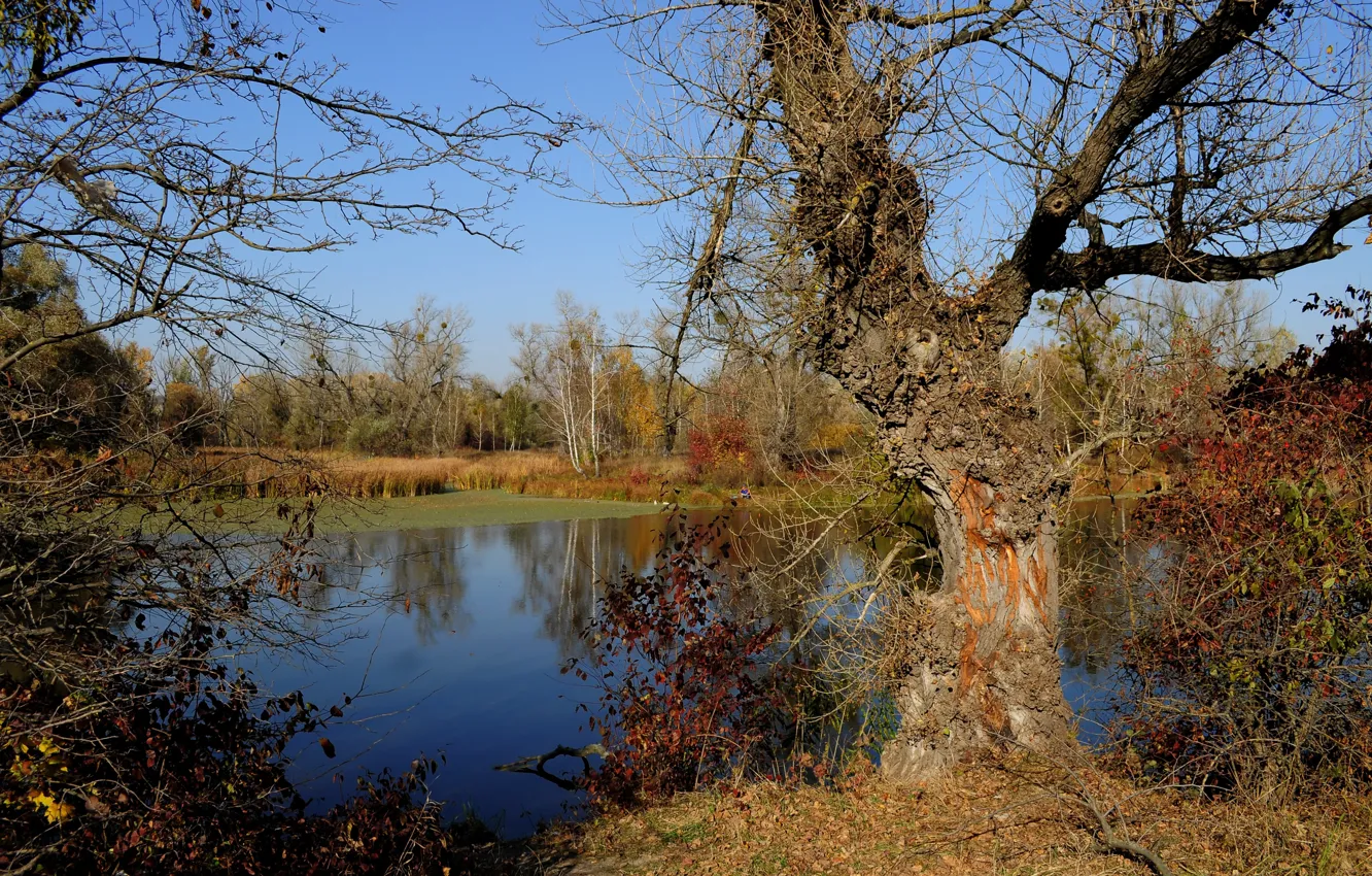 Фото обои осень, пруд, дерево, лесопарк