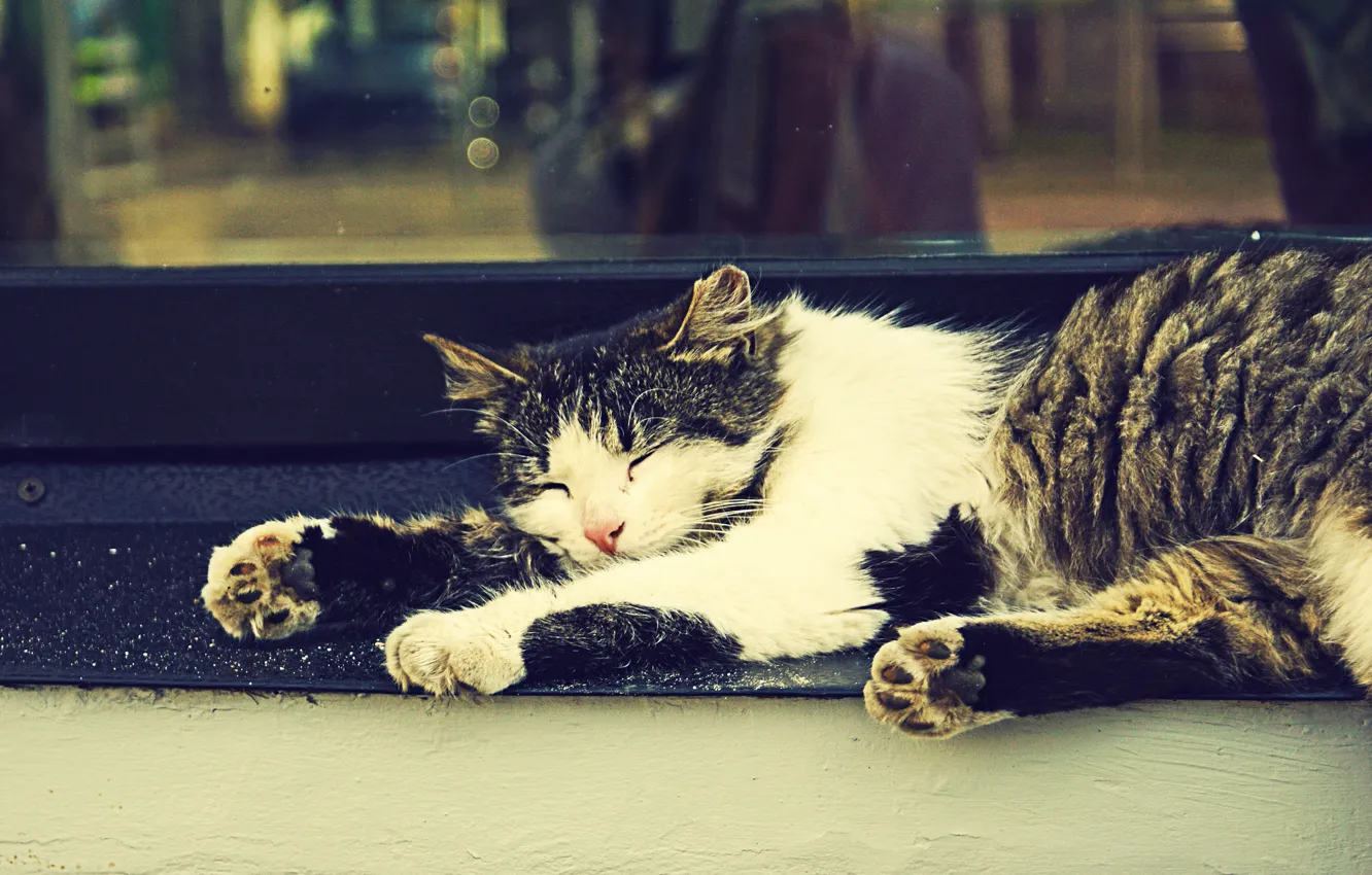 Фото обои кошка, сон, окно