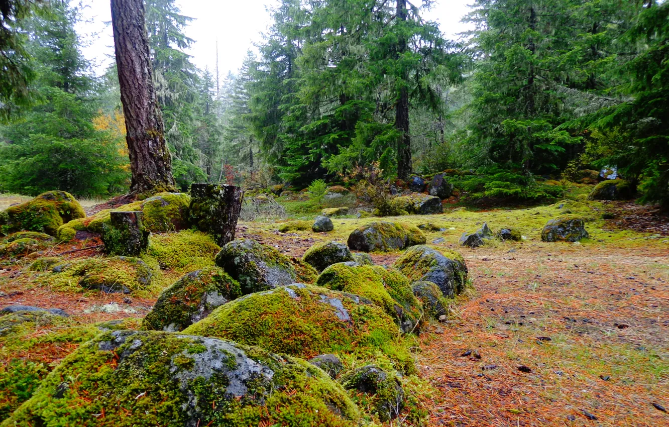 Фото обои лес, камни, поляна, мох