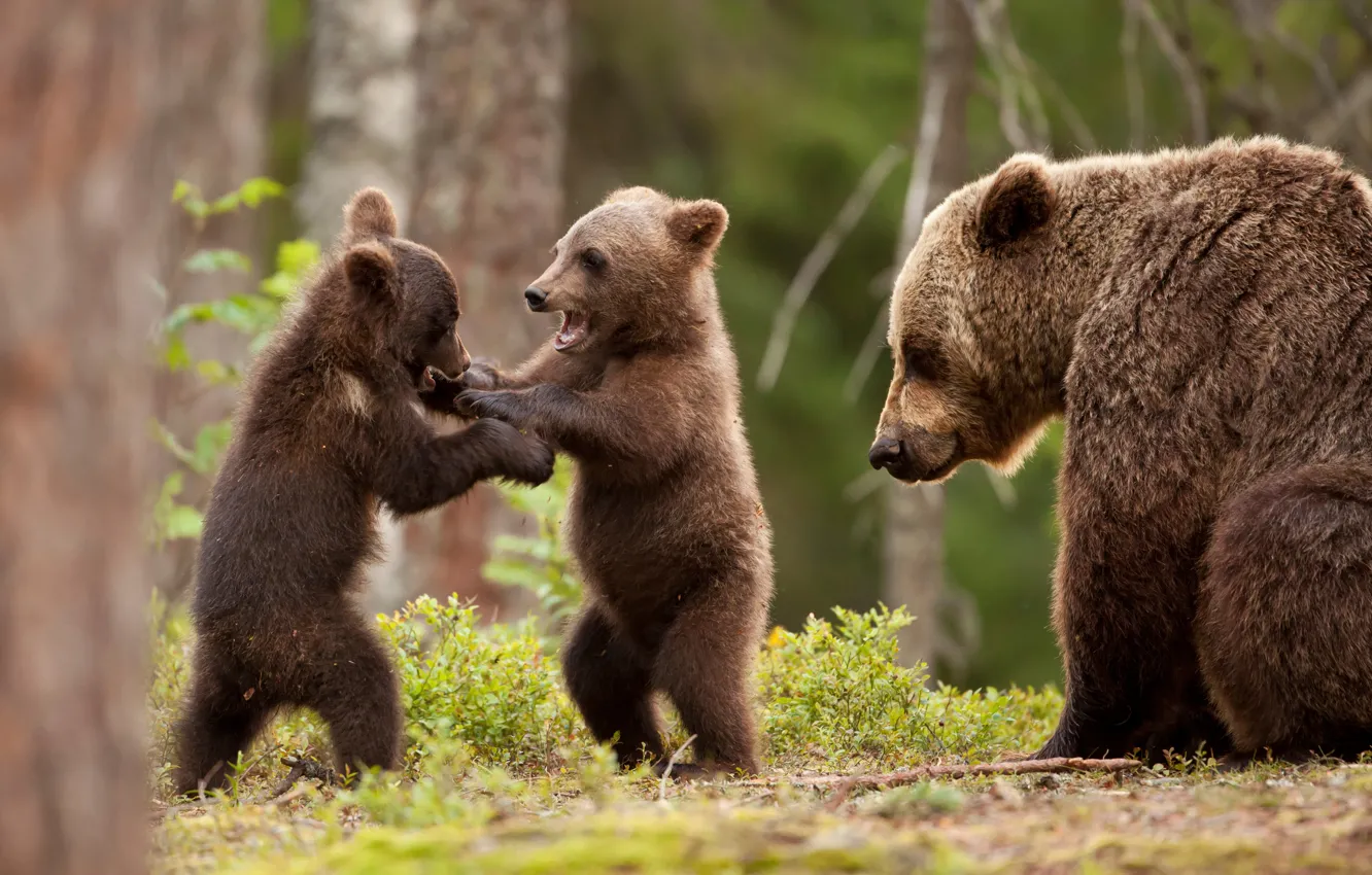 Фото обои зелень, лес, игра, медвежата, медведица