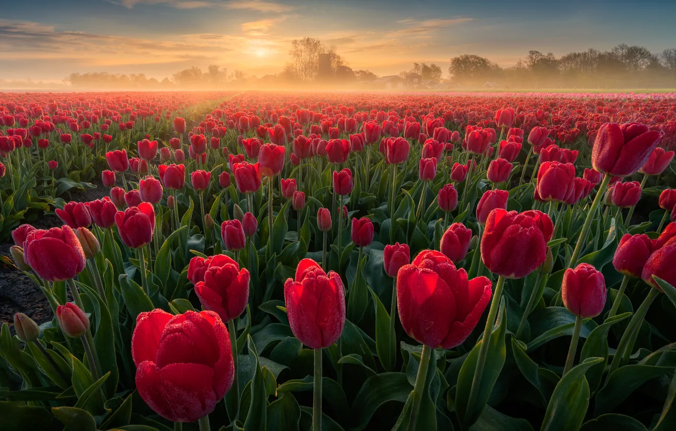 Фото обои поле, цветы, туман, рассвет, утро, тюльпаны, красные, Нидерланды