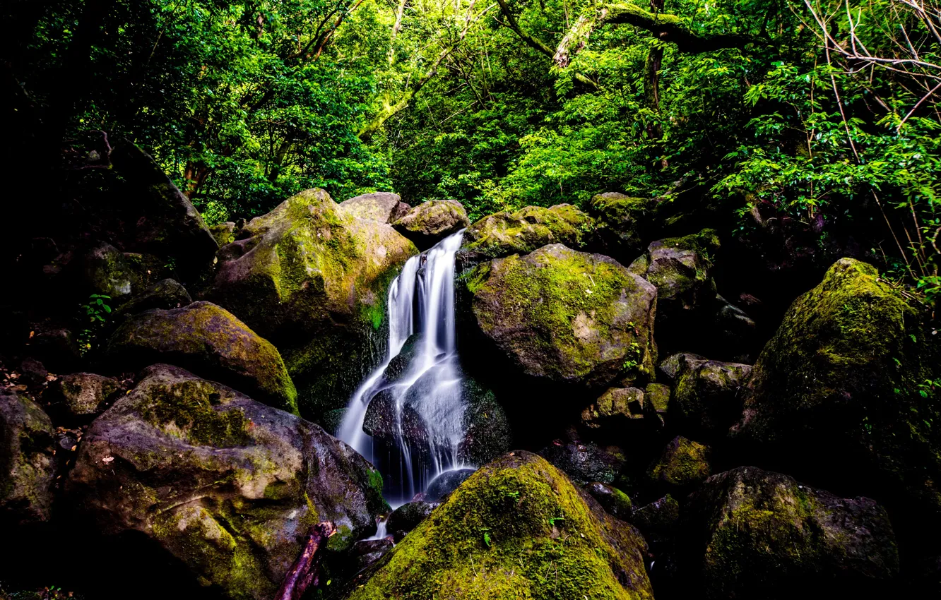 Фото обои зелень, лес, деревья, ручей, камни, водопад, мох, джунгли