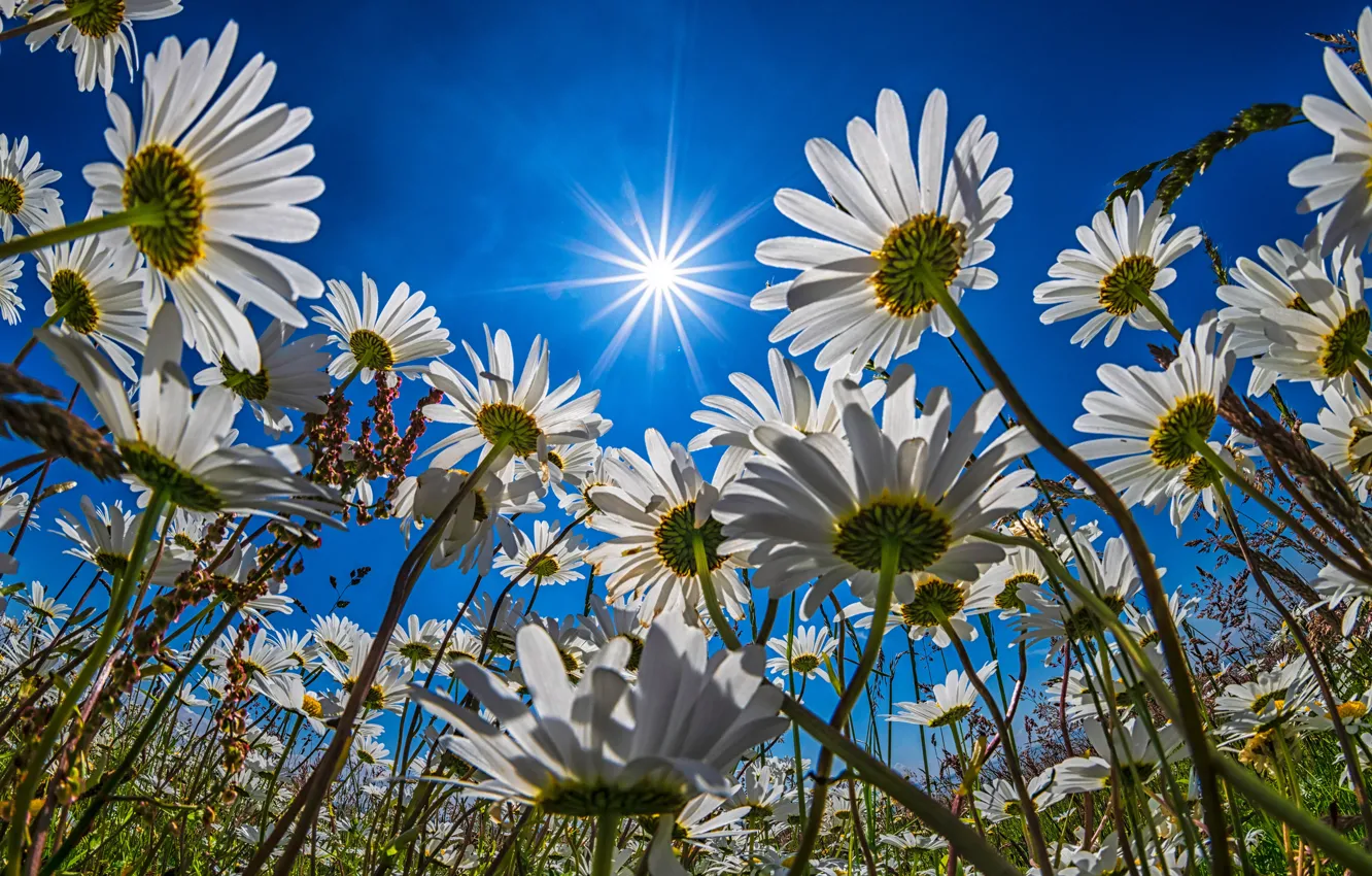 Фото обои поле, цветы, ромашки, белые, много, голубое небо, ромашковое поле