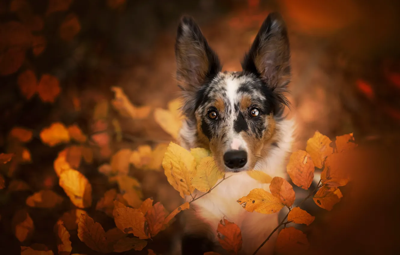 Фото обои осень, листья, природа, портрет, собака, бордер-колли