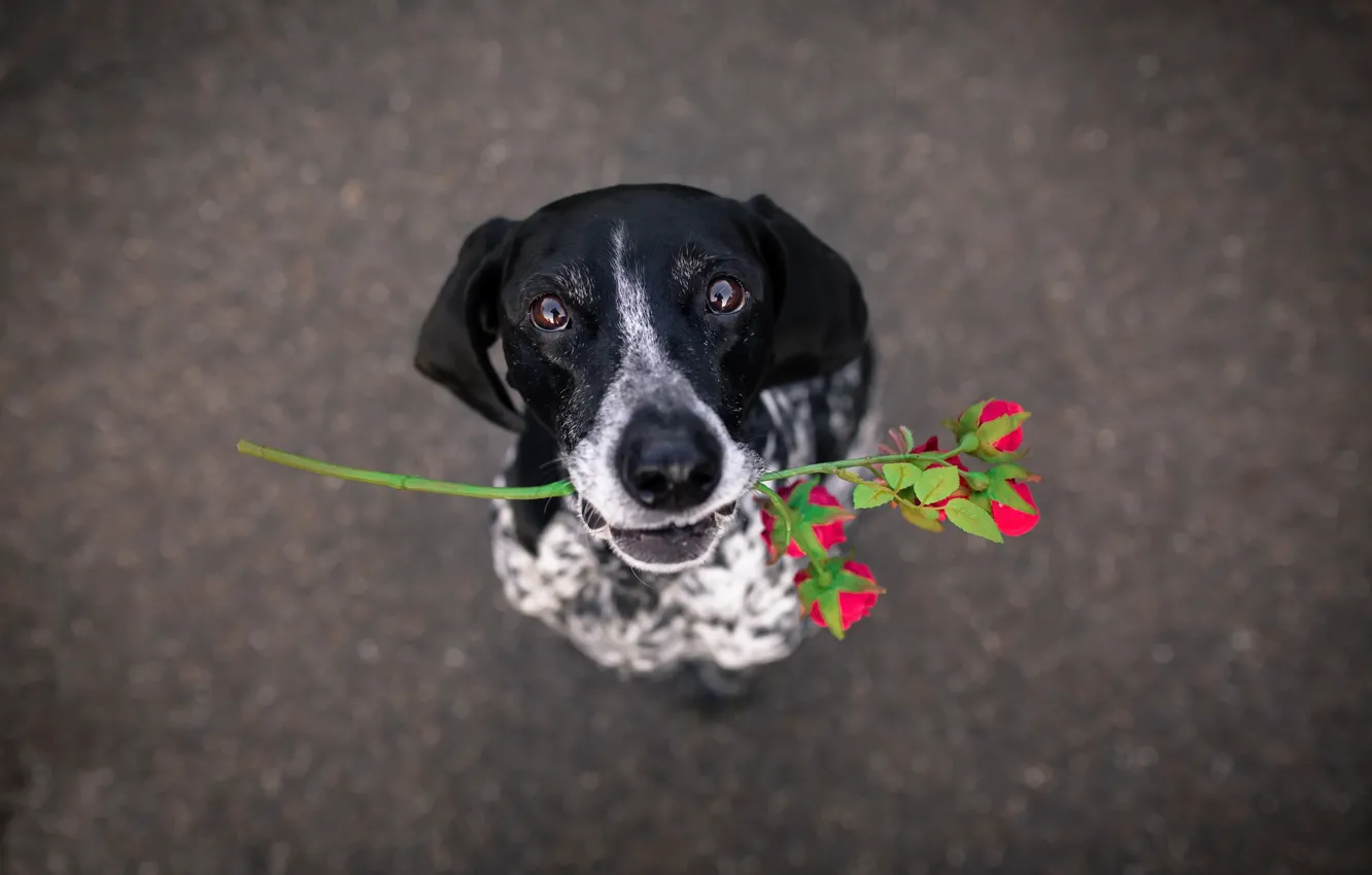Фото обои цветок, друг, собака