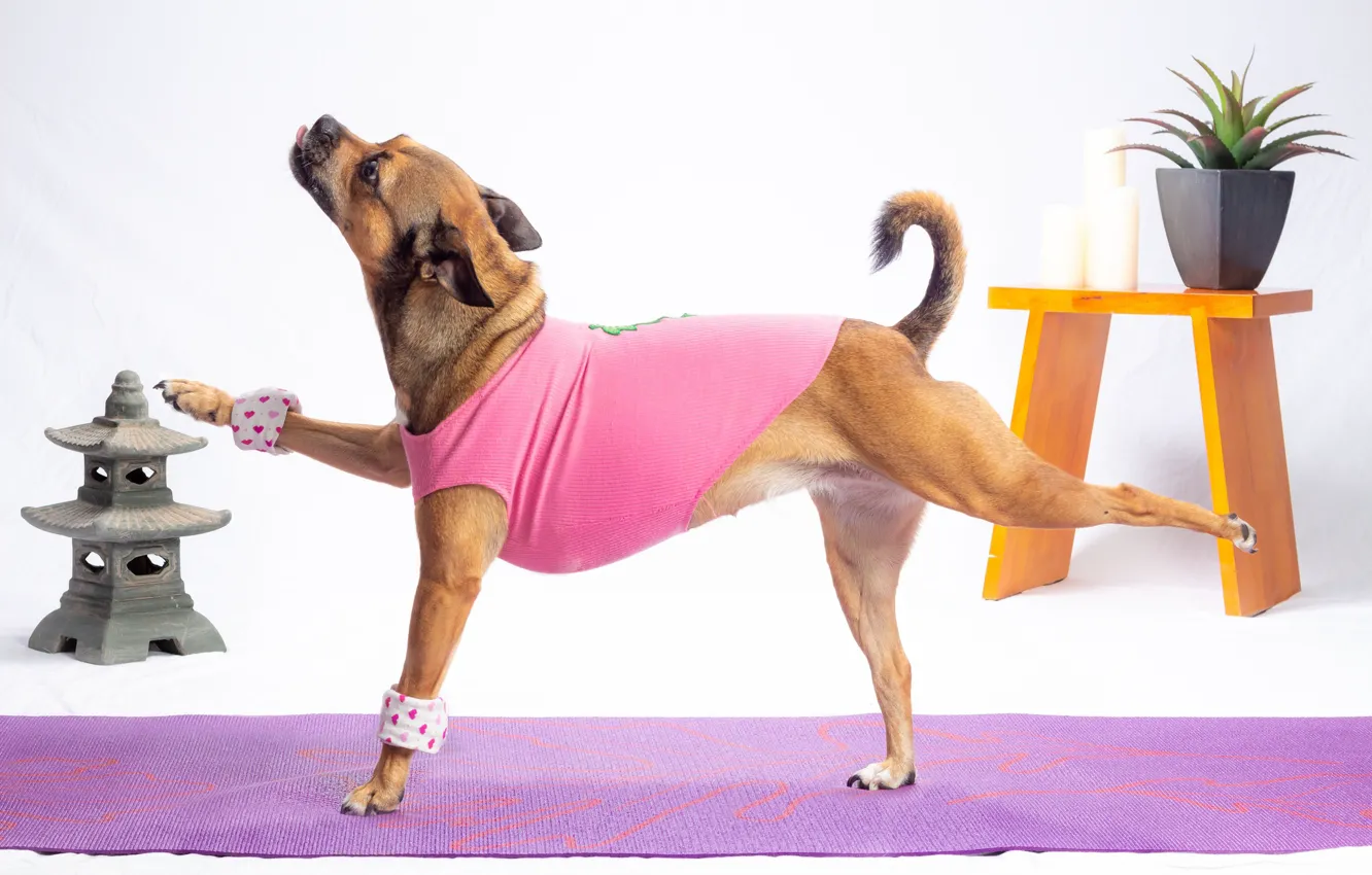 Фото обои собака, лапы, футболка, балерина