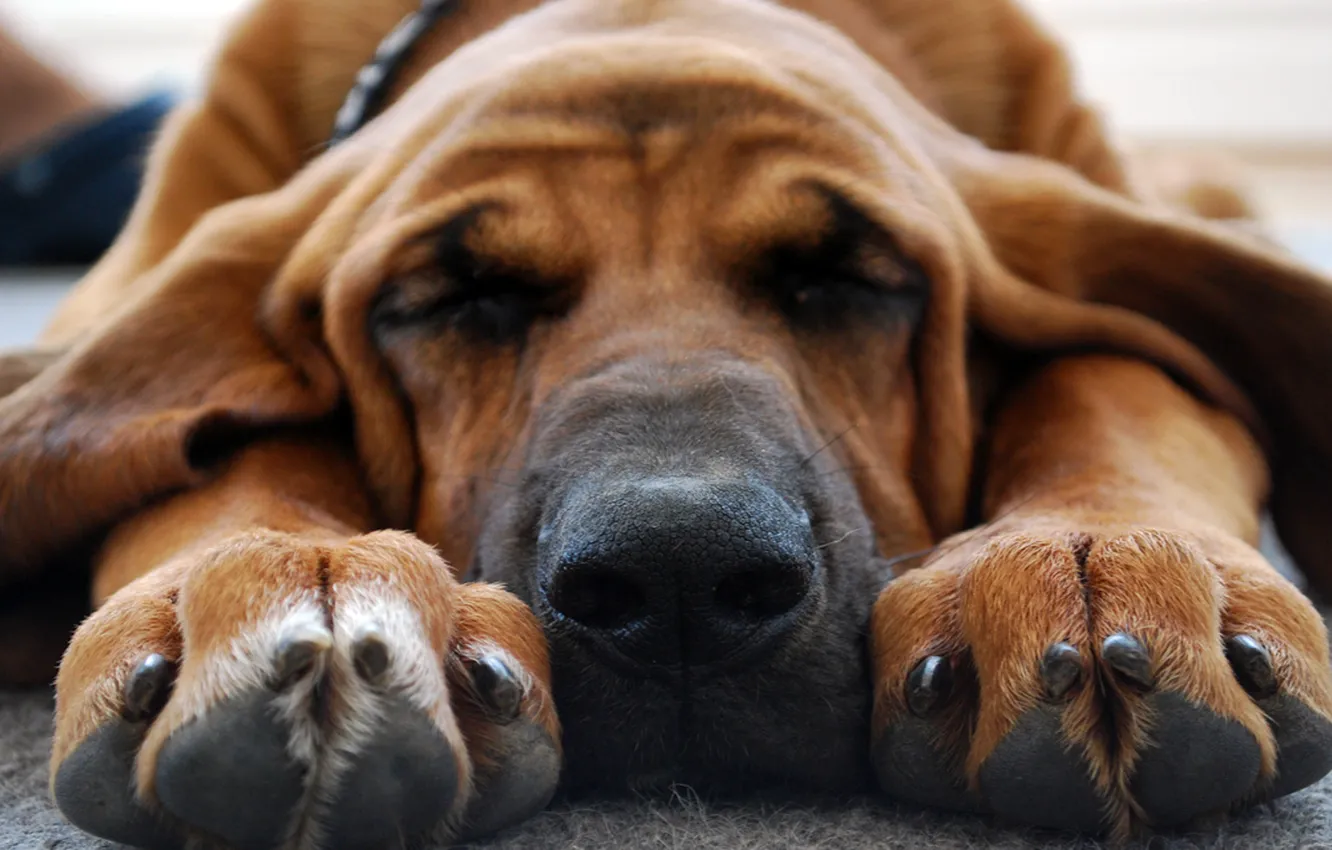 Фото обои морда, собака, лапы, нос, спит
