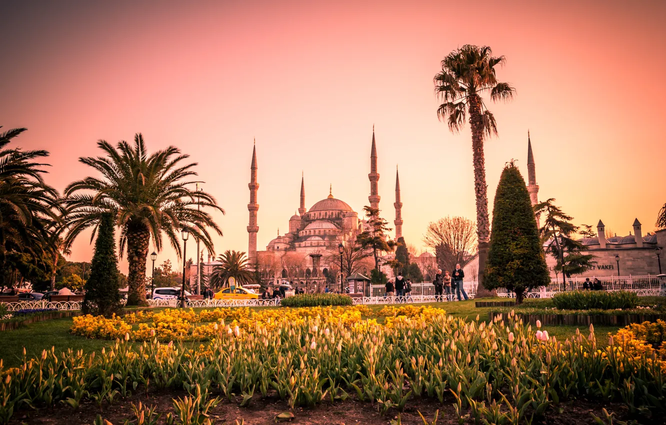 Фото обои цветы, пальмы, газон, тюльпаны, башни, храм, Стамбул, Турция