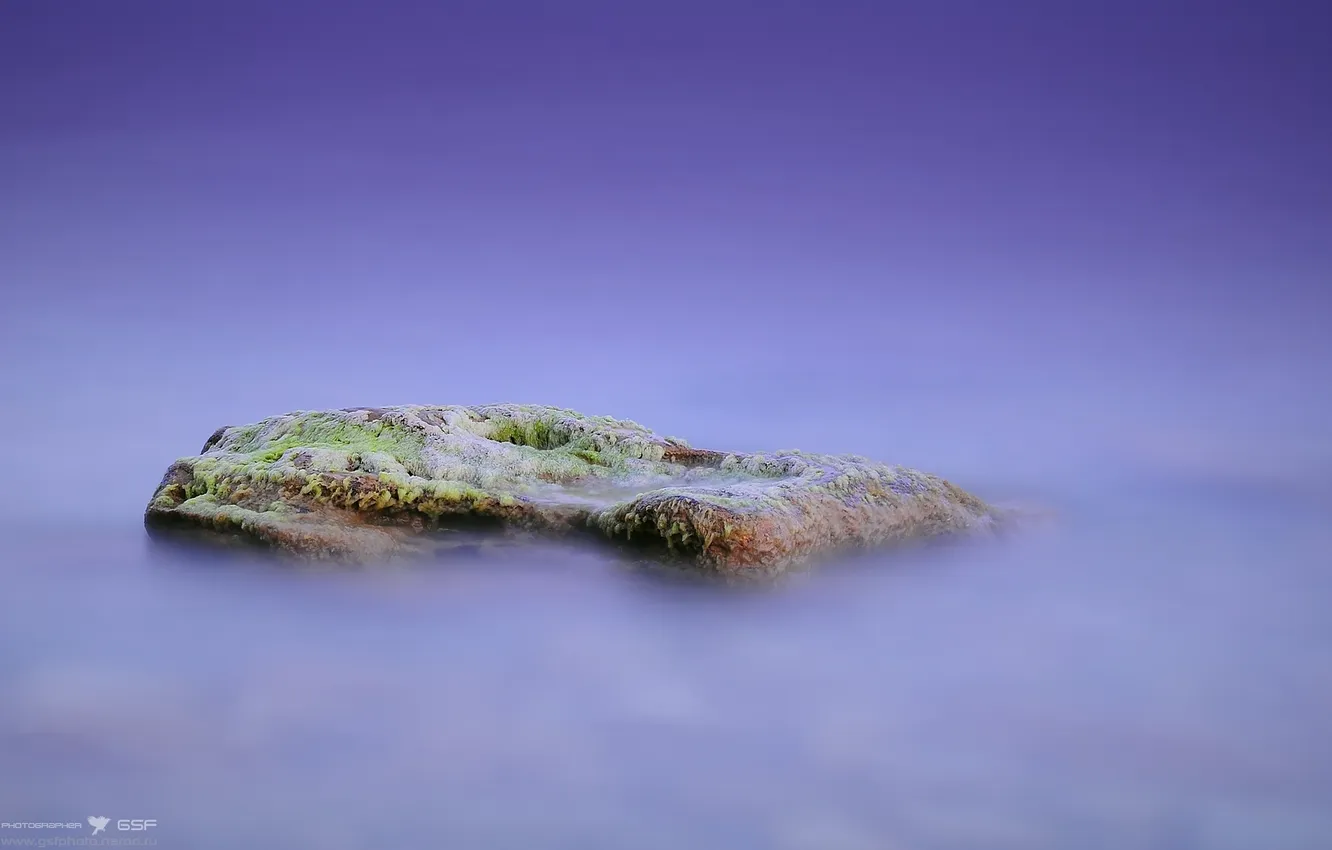 Фото обои море, водоросли, камень
