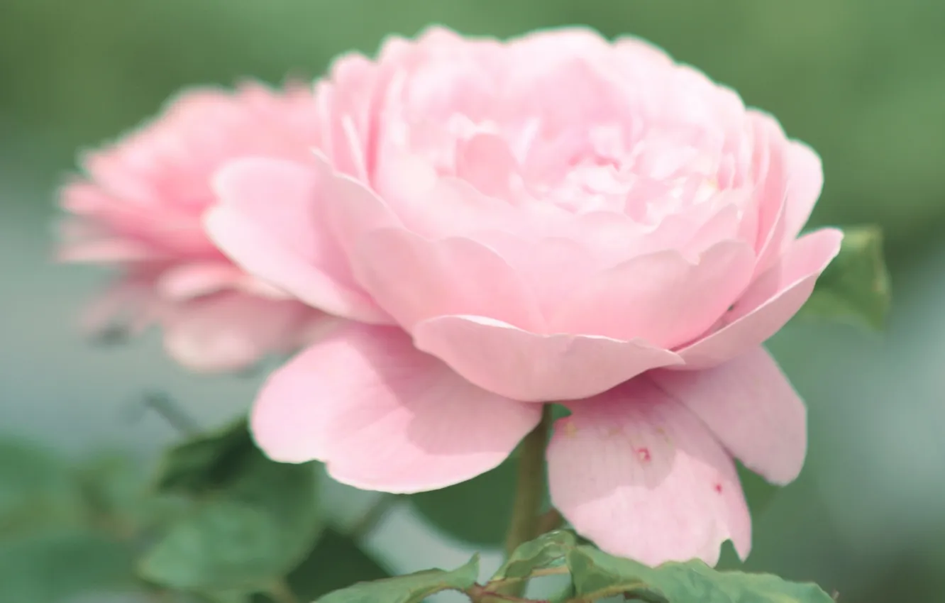 Фото обои цветок, листья, макро, розовая, нежность, роза, лепестки, бутон