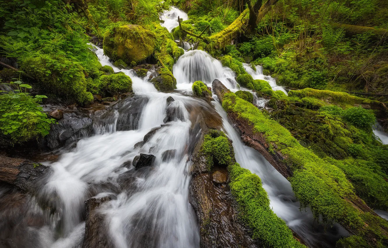 Фото обои лес, водопад, мох, каскад, Columbia River Gorge, Ущелье реки Колумбия