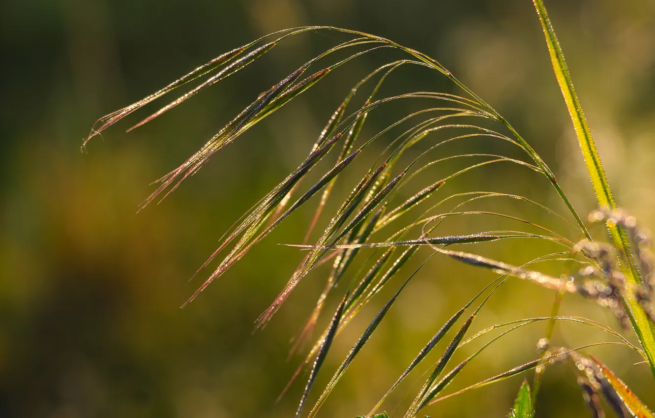Фото обои grass, plant, blades