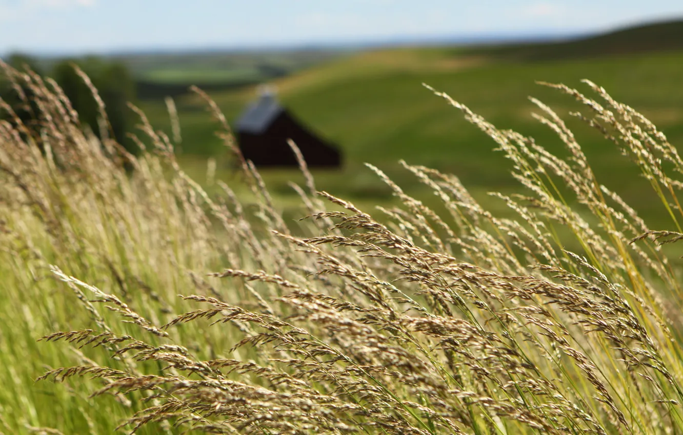 Фото обои grass, wind, barn, farmland