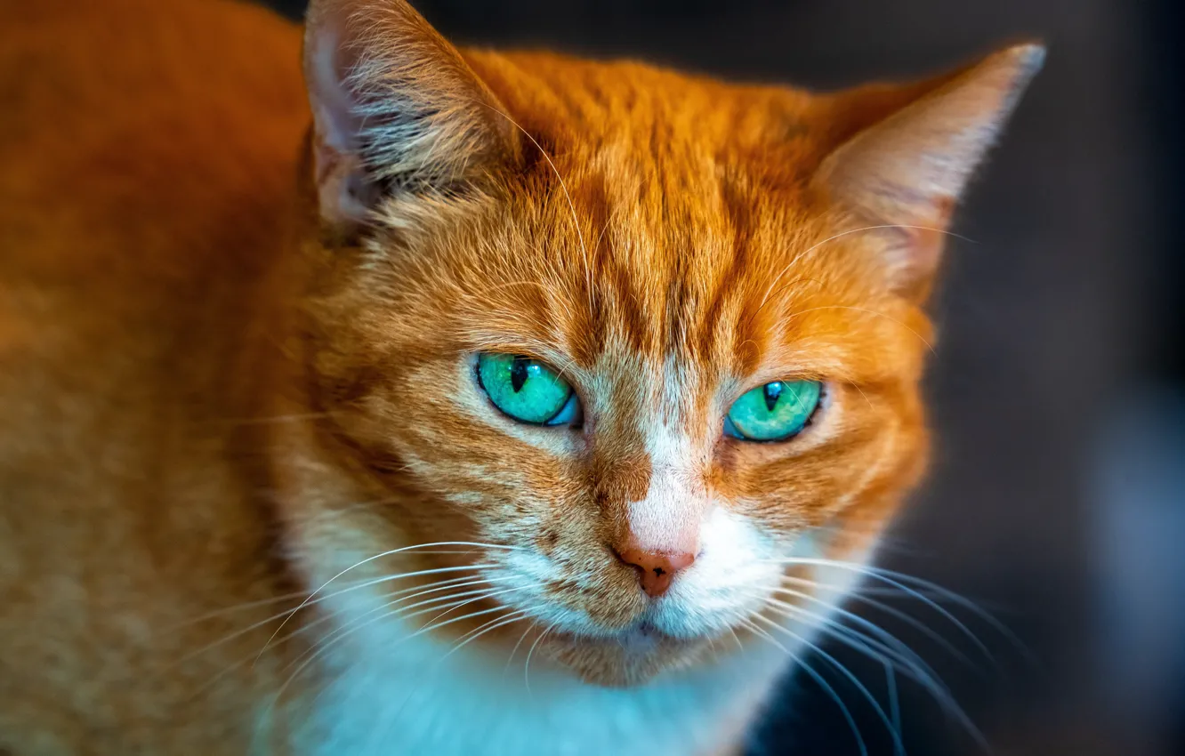 Фото обои кошка, кот, взгляд, портрет, рыжий, мордочка, зелёные глаза, котейка