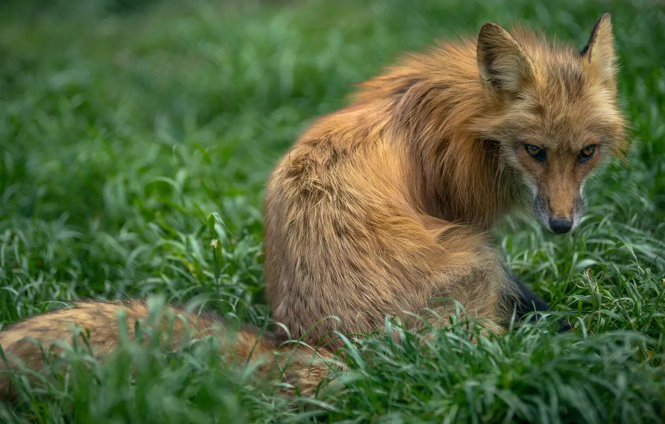 Фото обои трава, взгляд, морда, лиса, сидит
