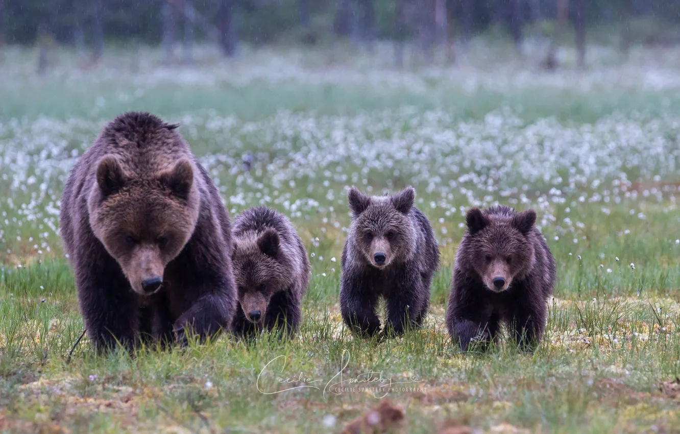 Фото обои медвежата, семейство, медведица