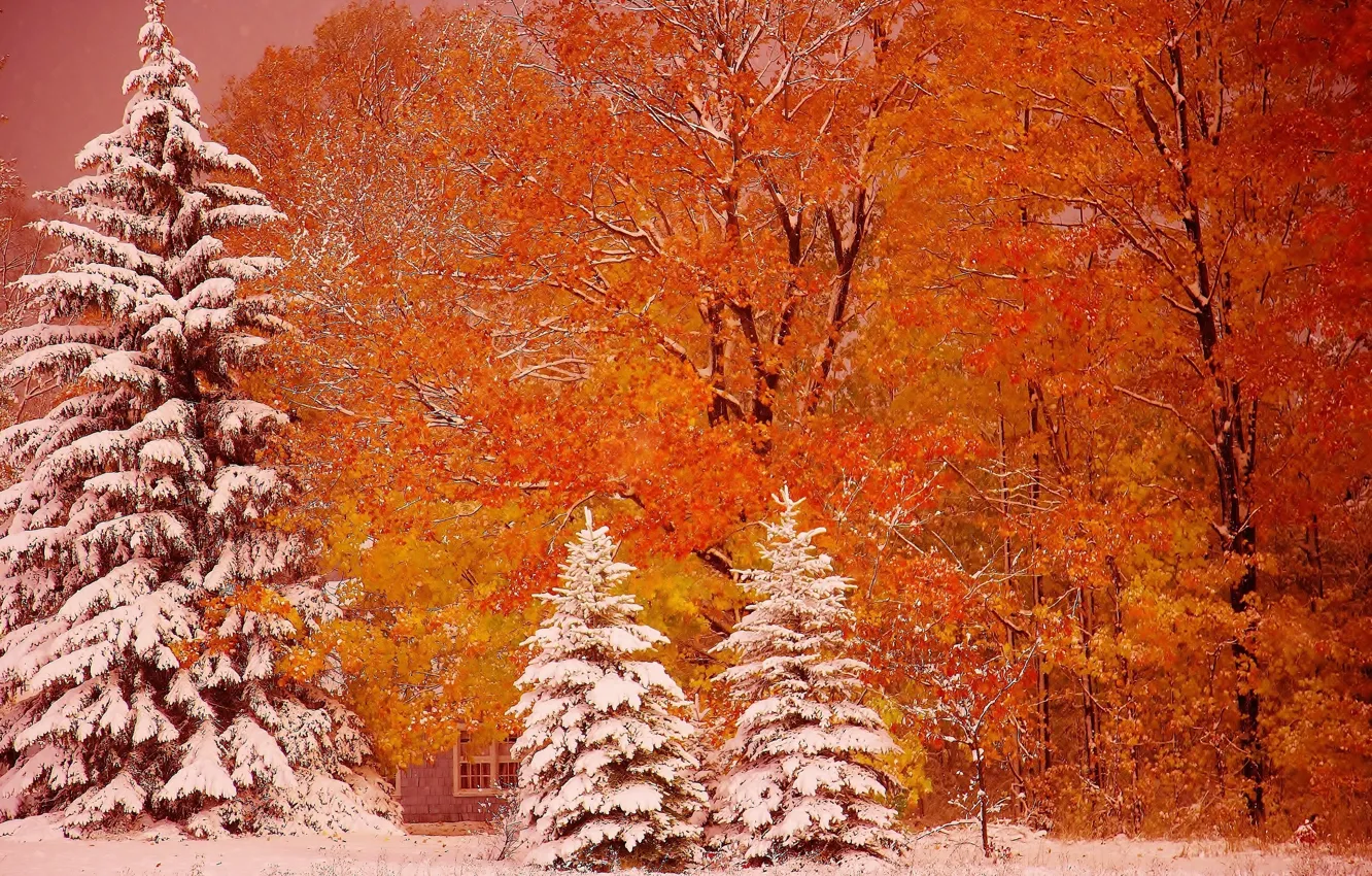 Фото обои осень, снег, деревья, ели, Мичиган, Michigan, Мунизинг, Munising