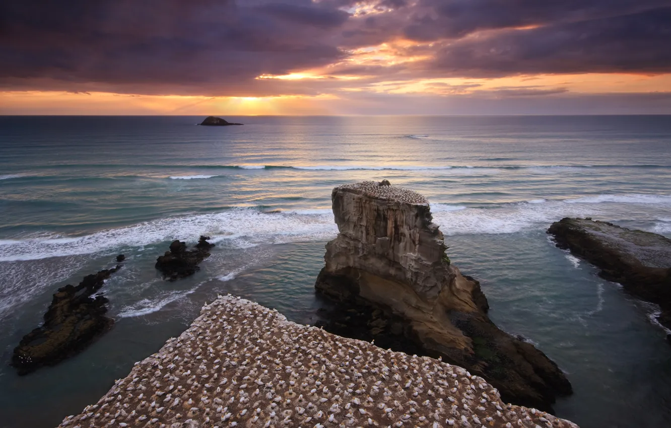 Фото обои море, небо, вода, закат, птицы, скалы, берег, Новая Зеландия