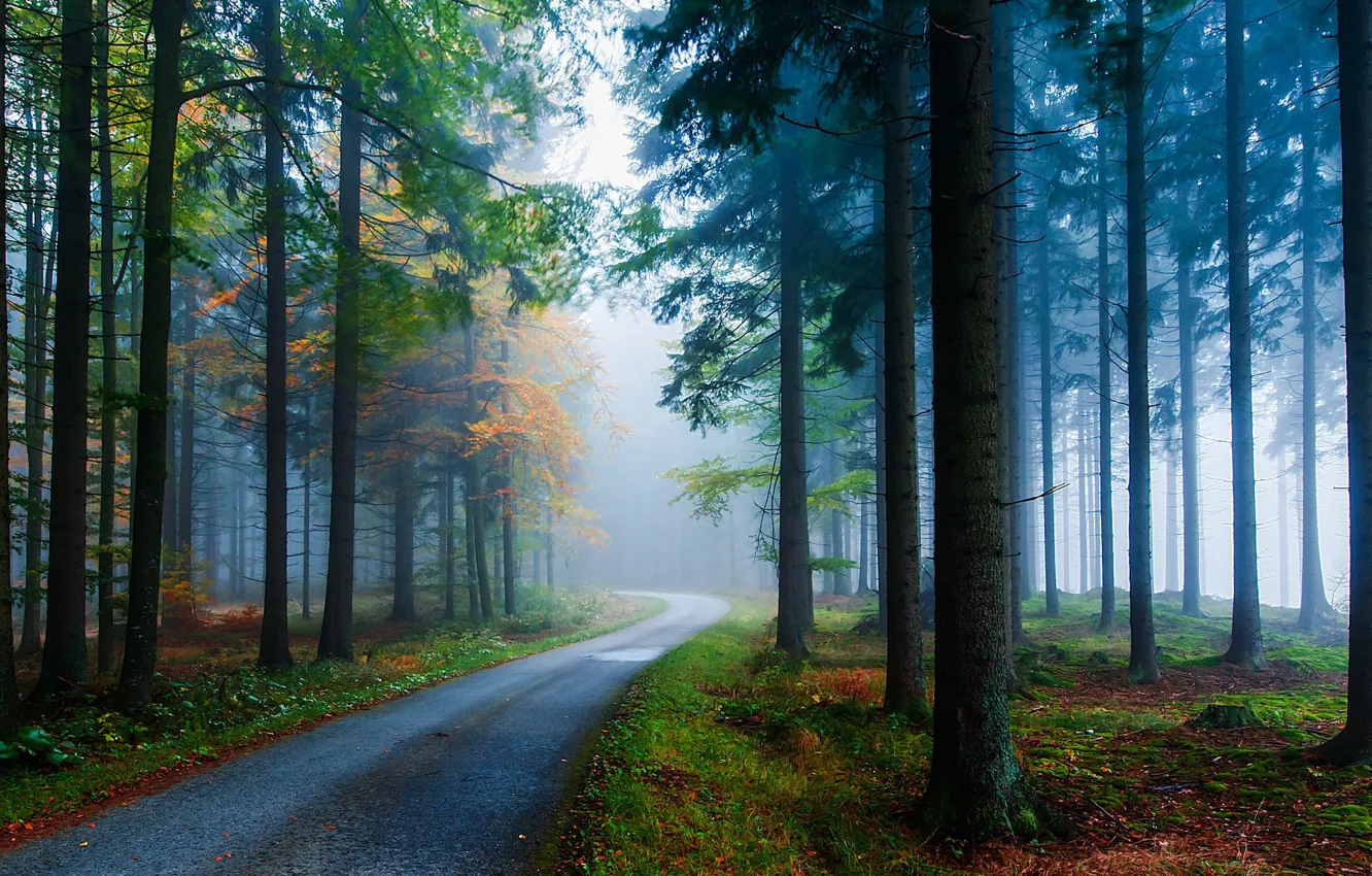 Фото обои осенний лес, туманное утро, поворот дороги