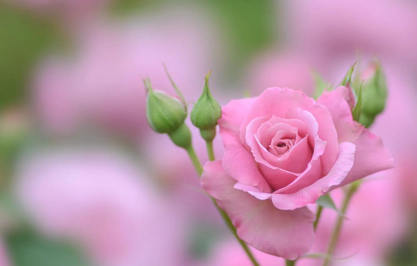 Фото обои розовая, роза, бутоны, боке