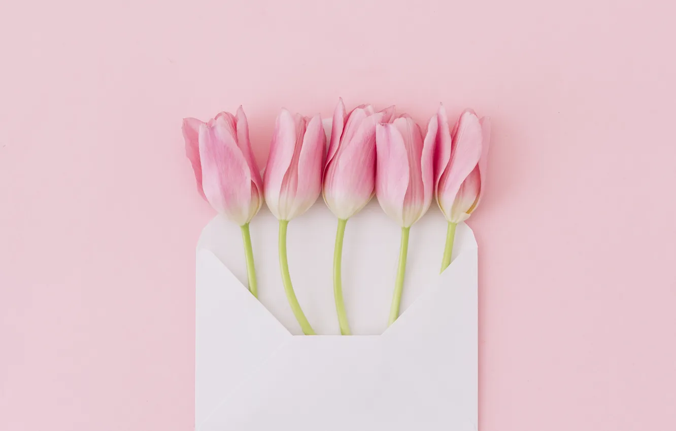 Фото обои фон, розовый, букет, тюльпаны, конверт