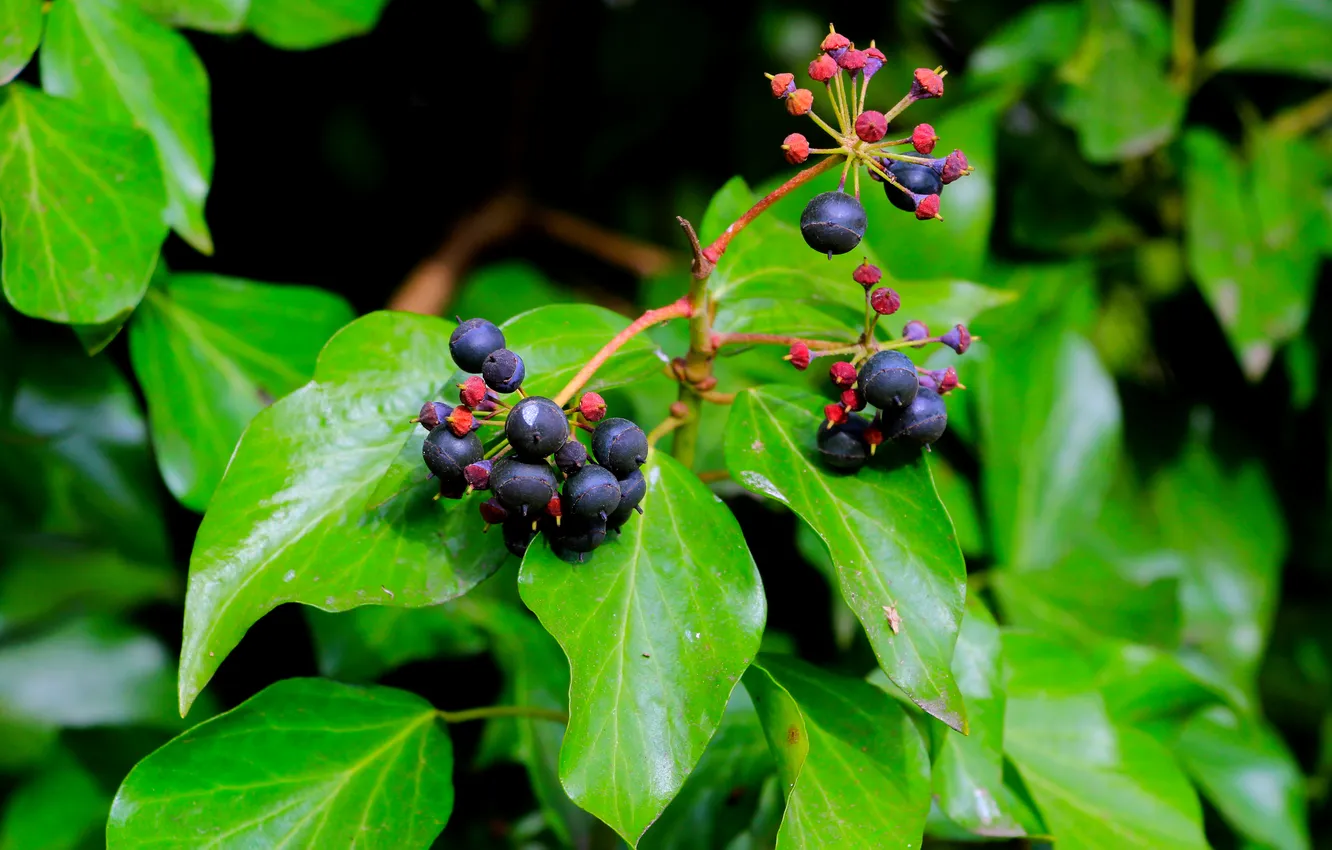Фото обои spring, leaf, plant