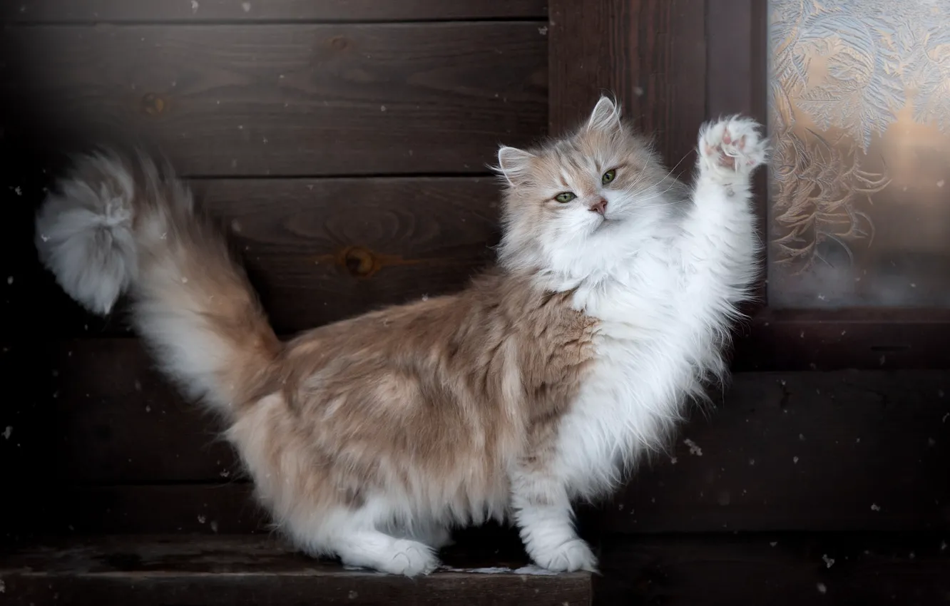 Фото обои кошка, кот, пушистый, лапка, приветствие, котейка, Норвежская лесная кошка, Светлана Писарева