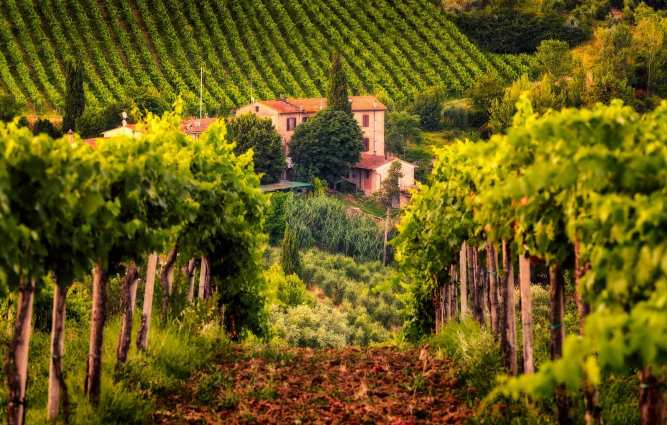 Фото обои дом, Италия, виноградник, Тоскана