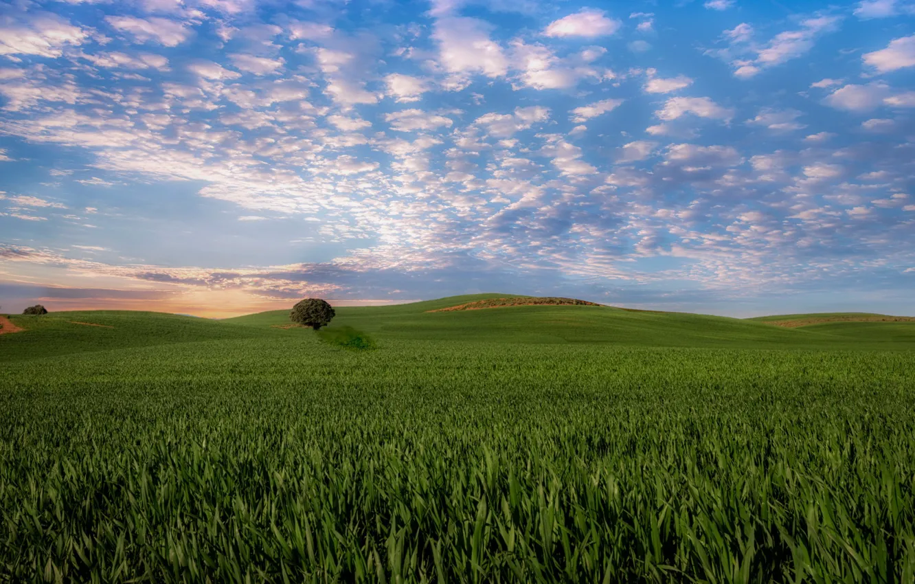 Фото обои поле, деревья, утро
