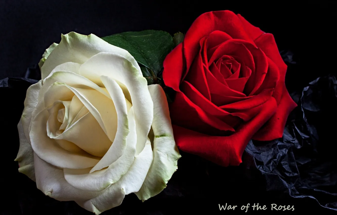 Фото обои розы, лепестки, бутоны