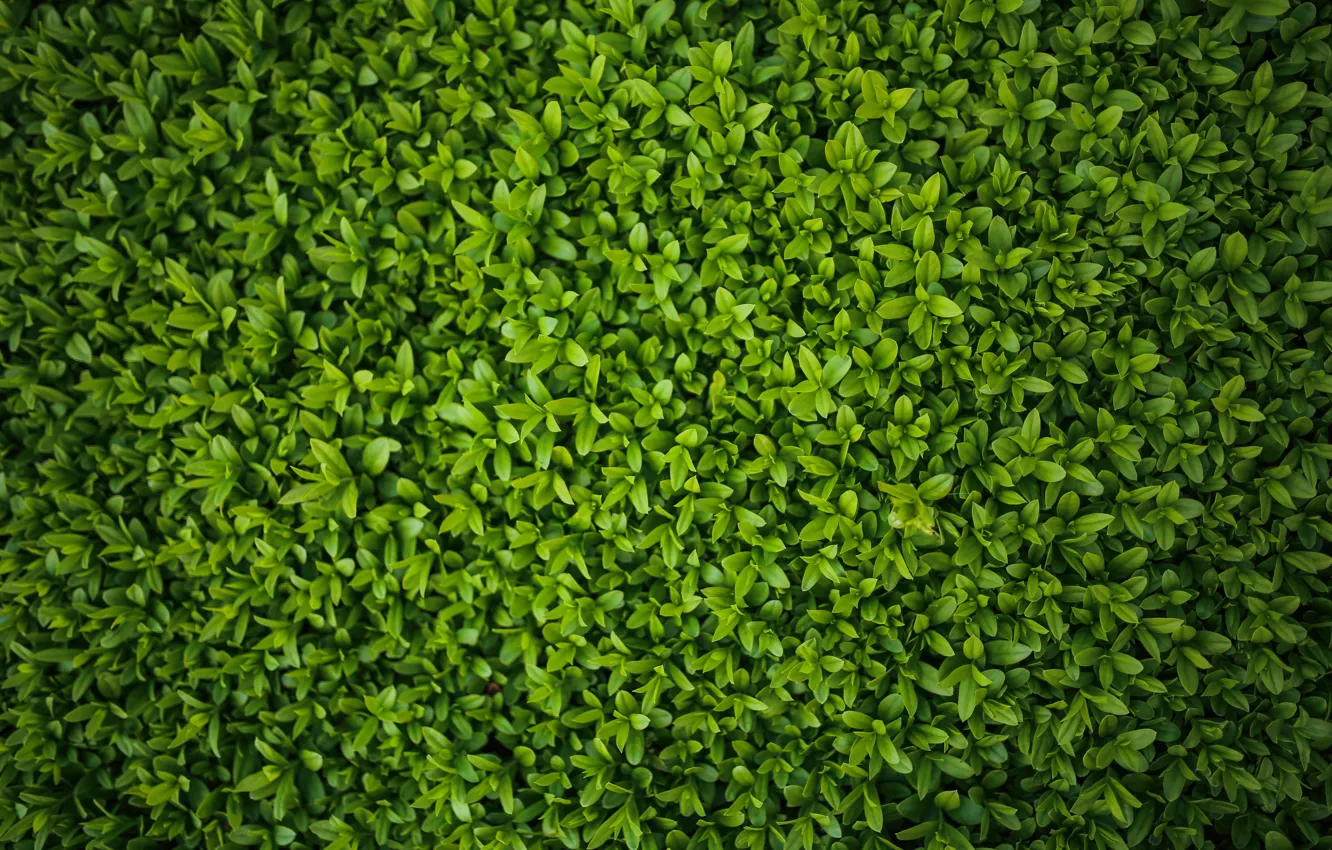 Фото обои Зелень, Листья, Зеленый, Растения, Green leaves, Листки, by Kaboompics