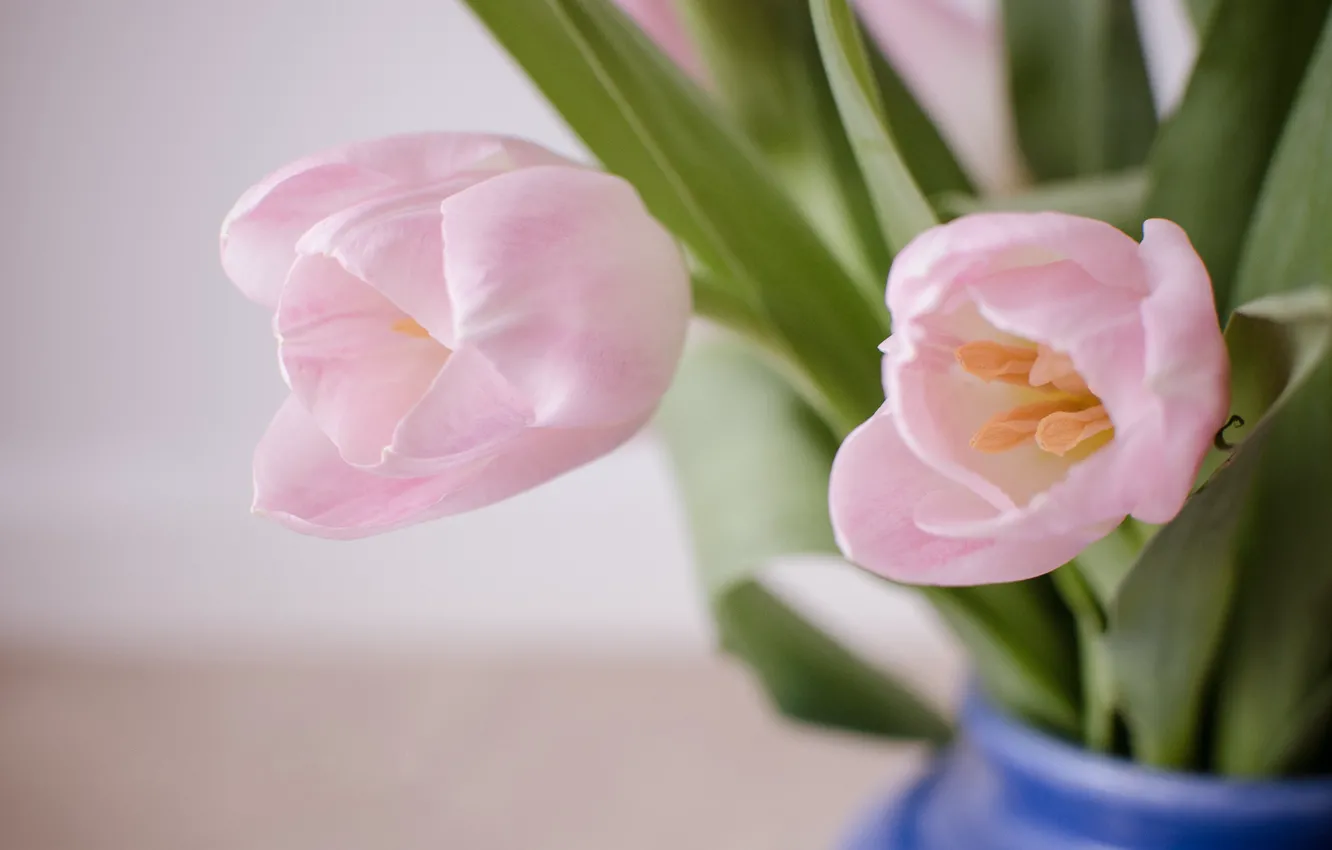 Фото обои цветы, букет, тюльпаны, ваза, розовые