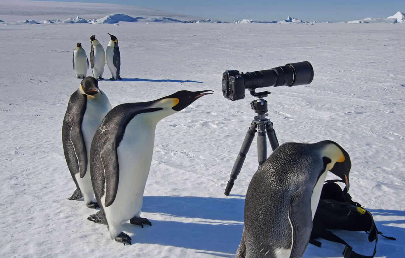 Фото обои камера, Антарктика, любопытство, императорский пингвин