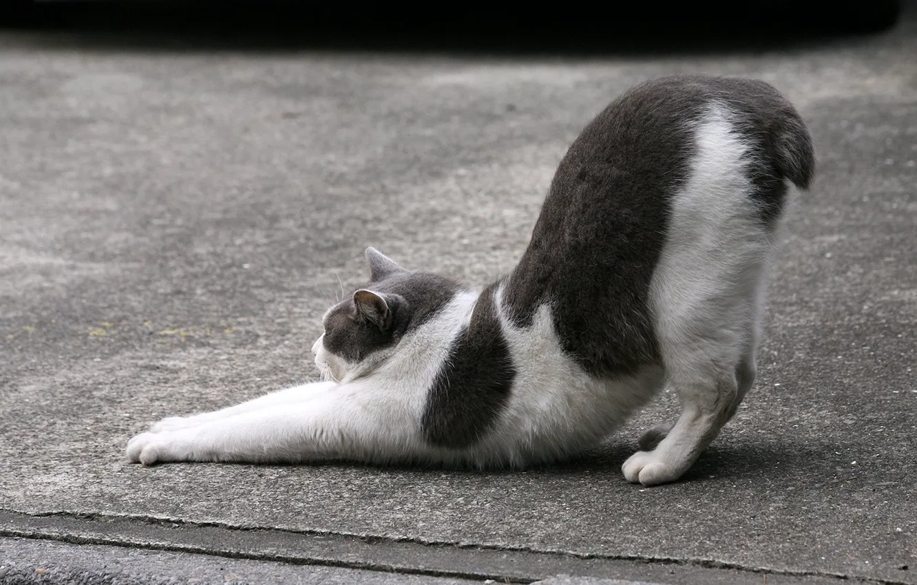 Фото обои кошка, кот, асфальт, улица, черно-белое, котэ, потягивается, короткий хвост
