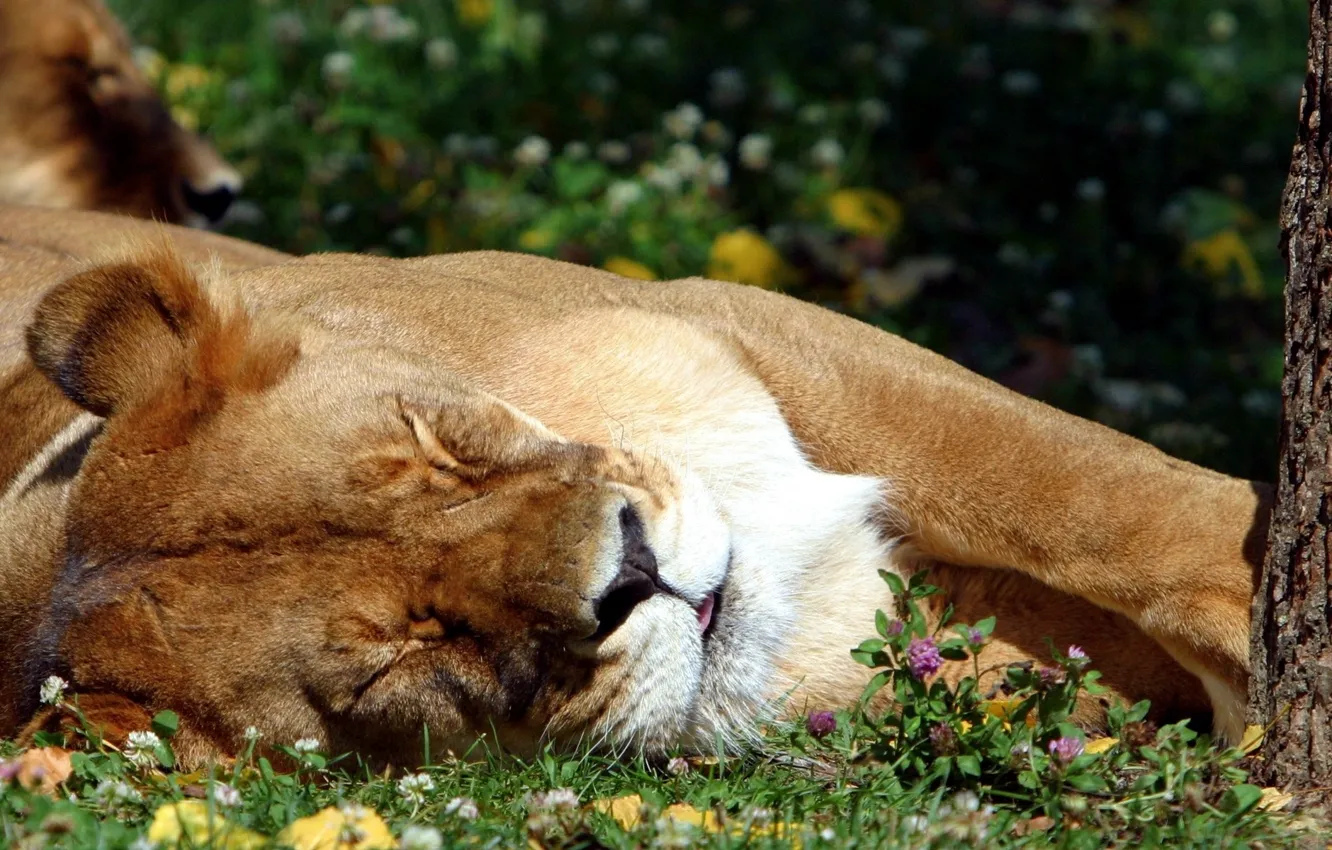 Фото обои язык, трава, спит, Лев