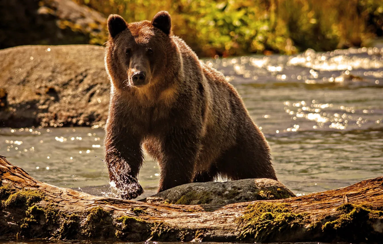 Фото обои вода, природа, река, медведь