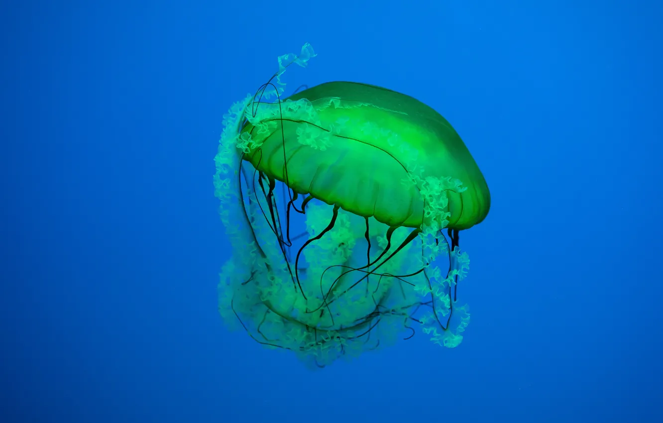 Фото обои море, фон, медуза