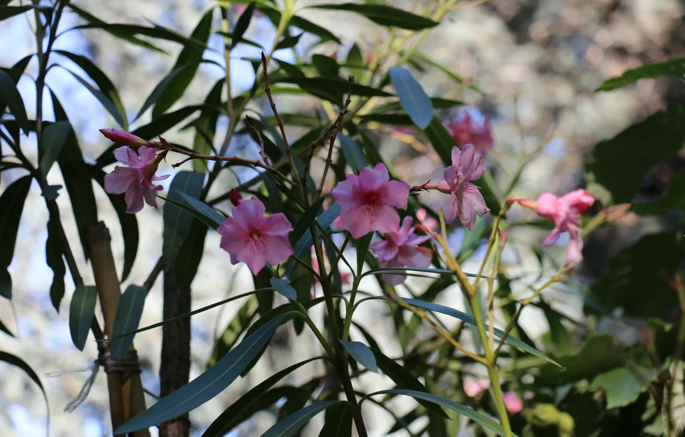 Фото обои nature, spring, oleander