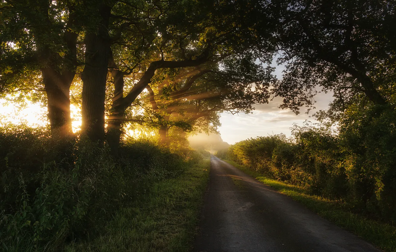 Фото обои дорога, лето, трава, солнце, лучи, свет, деревья, природа