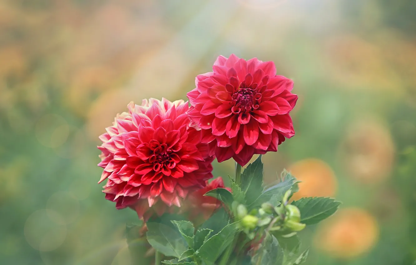 Фото обои лето, цветы, Сад георгинов