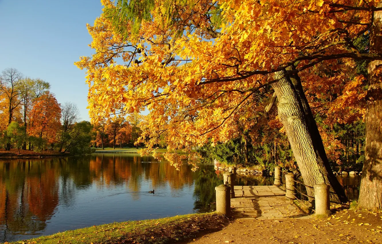 Фото обои осень, деревья, озеро, пруд, парк, Сергей Андреевич