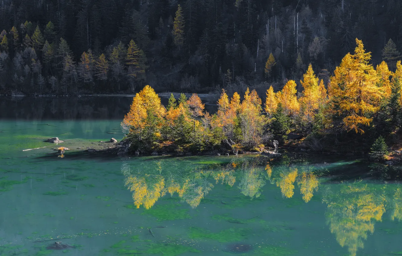 Фото обои осень, лес, деревья, озеро, остров, склон