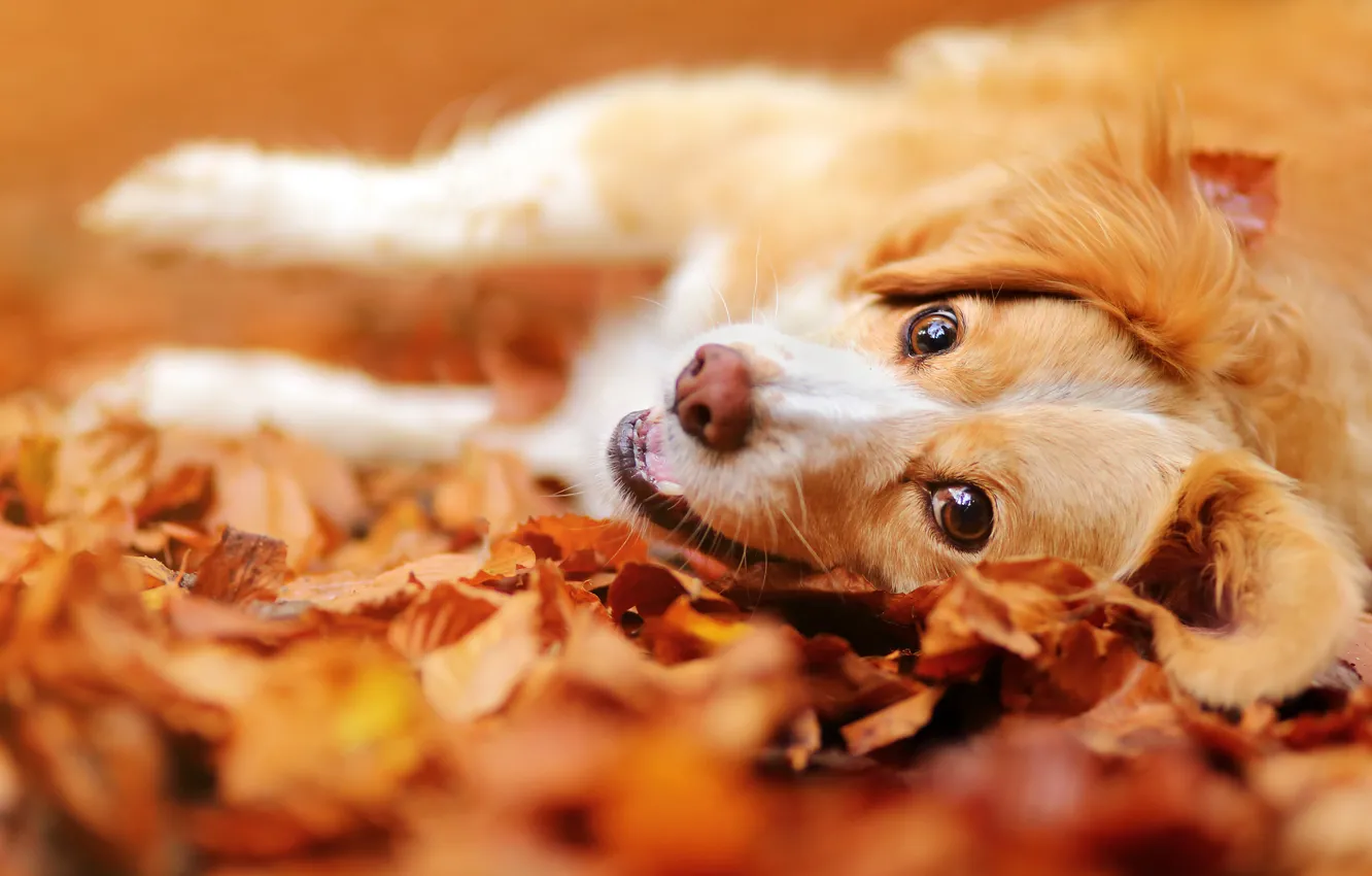 Фото обои осень, взгляд, морда, листья, настроение, собака