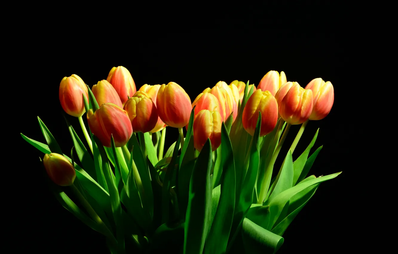 Фото обои свет, фон, тюльпаны, Black, background, Tulips