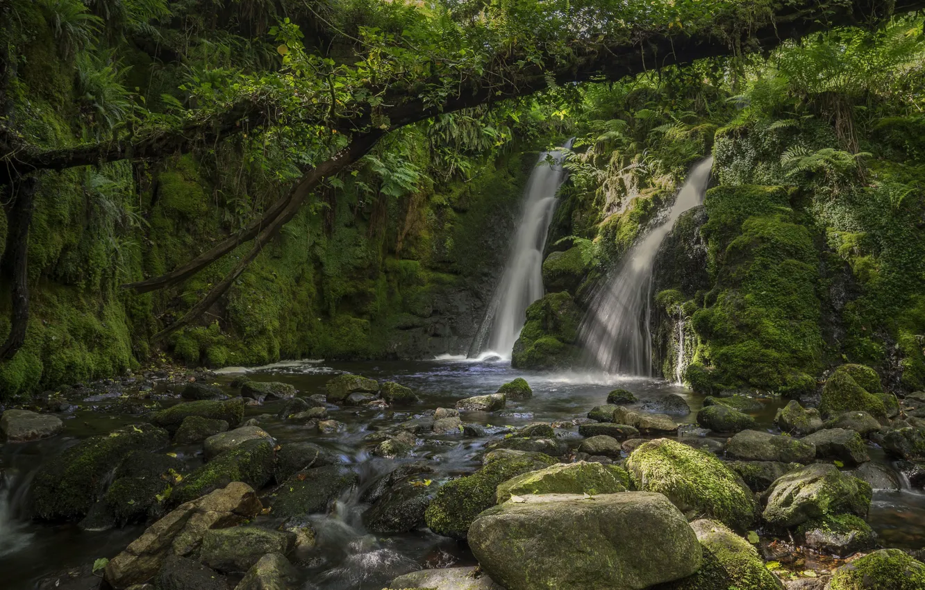Фото обои лес, река, камни, дерево, Англия, водопад, мох, Devon