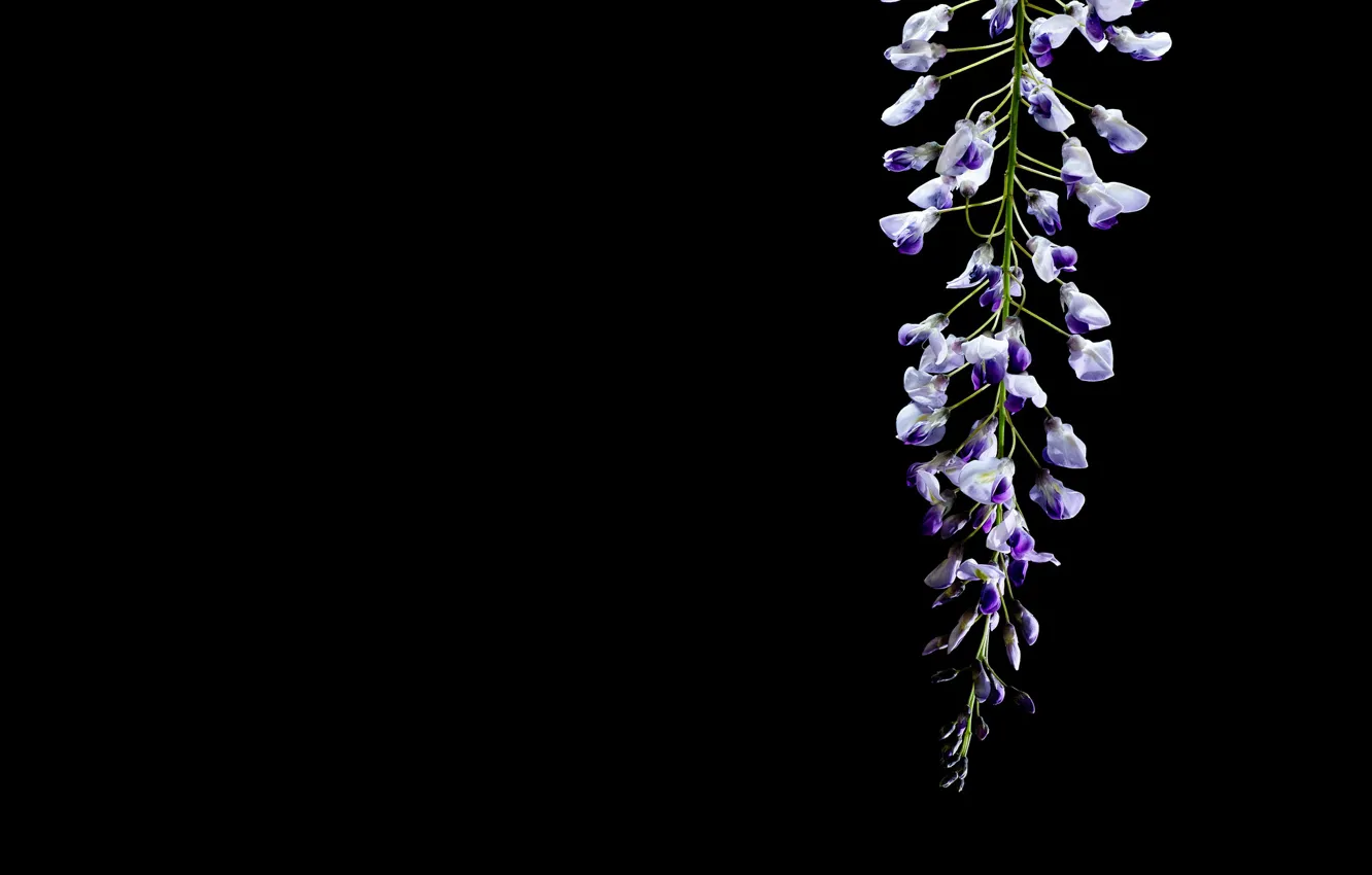 Фото обои цветы, фон, Wisteria
