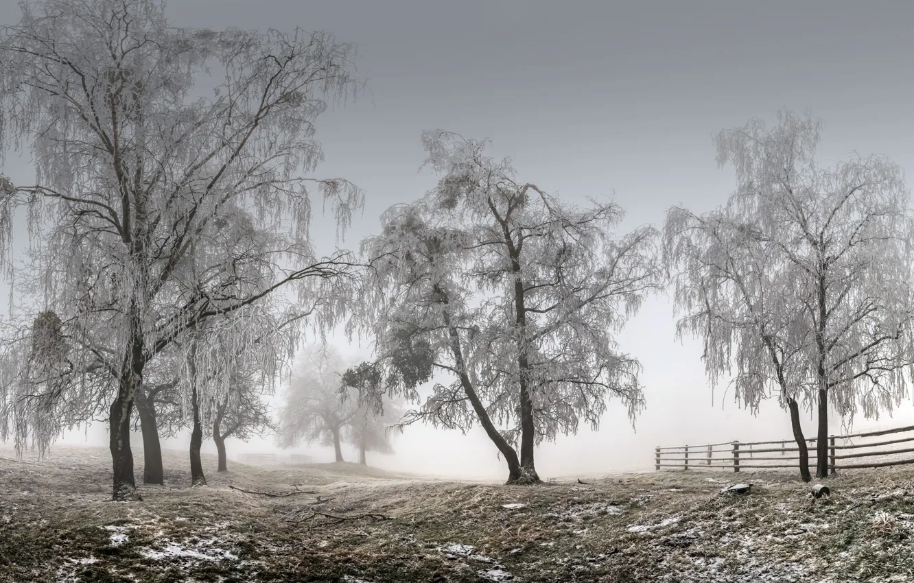 Фото обои зима, деревья, туман