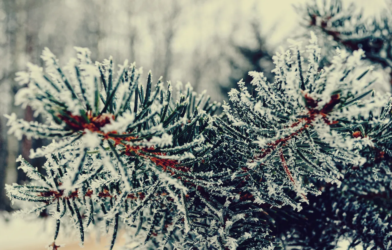 Фото обои зима, снег, иголки, елка, ветка