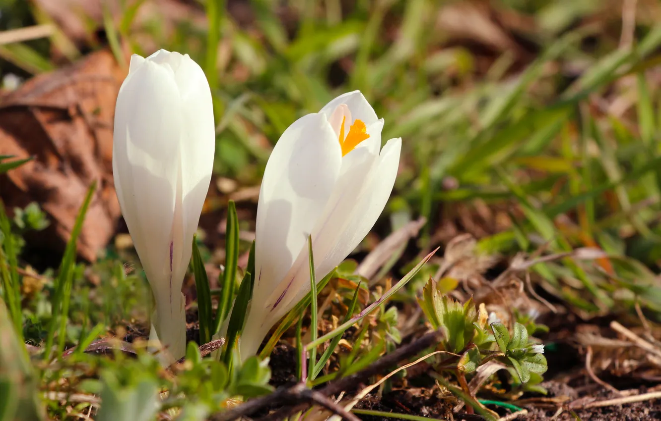 Фото обои white, flower, crocus