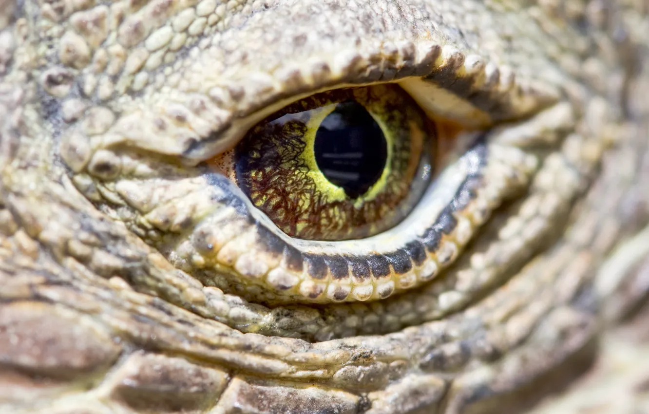 Фото обои eye, reptile, scales, komodo dragon